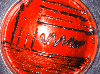 certificación en buenas prácticas de laboratorio